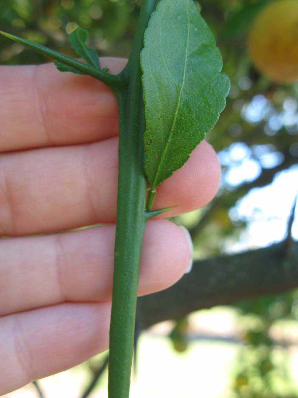            First year twig (Winter Haven, FL)   
